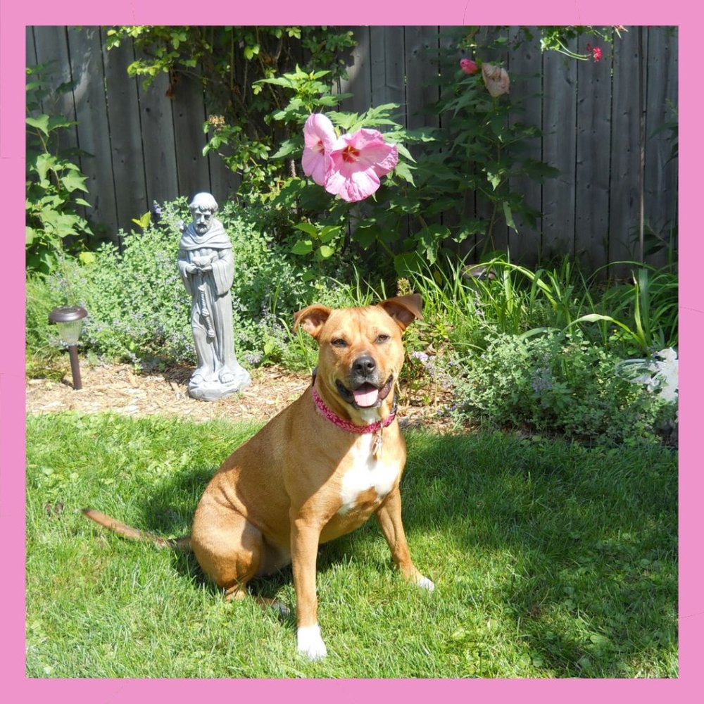 ๐๐1-11-22 My Sweet Girl is no longer with us. I'll miss her smile.๐๐ - Picture 1 of 4